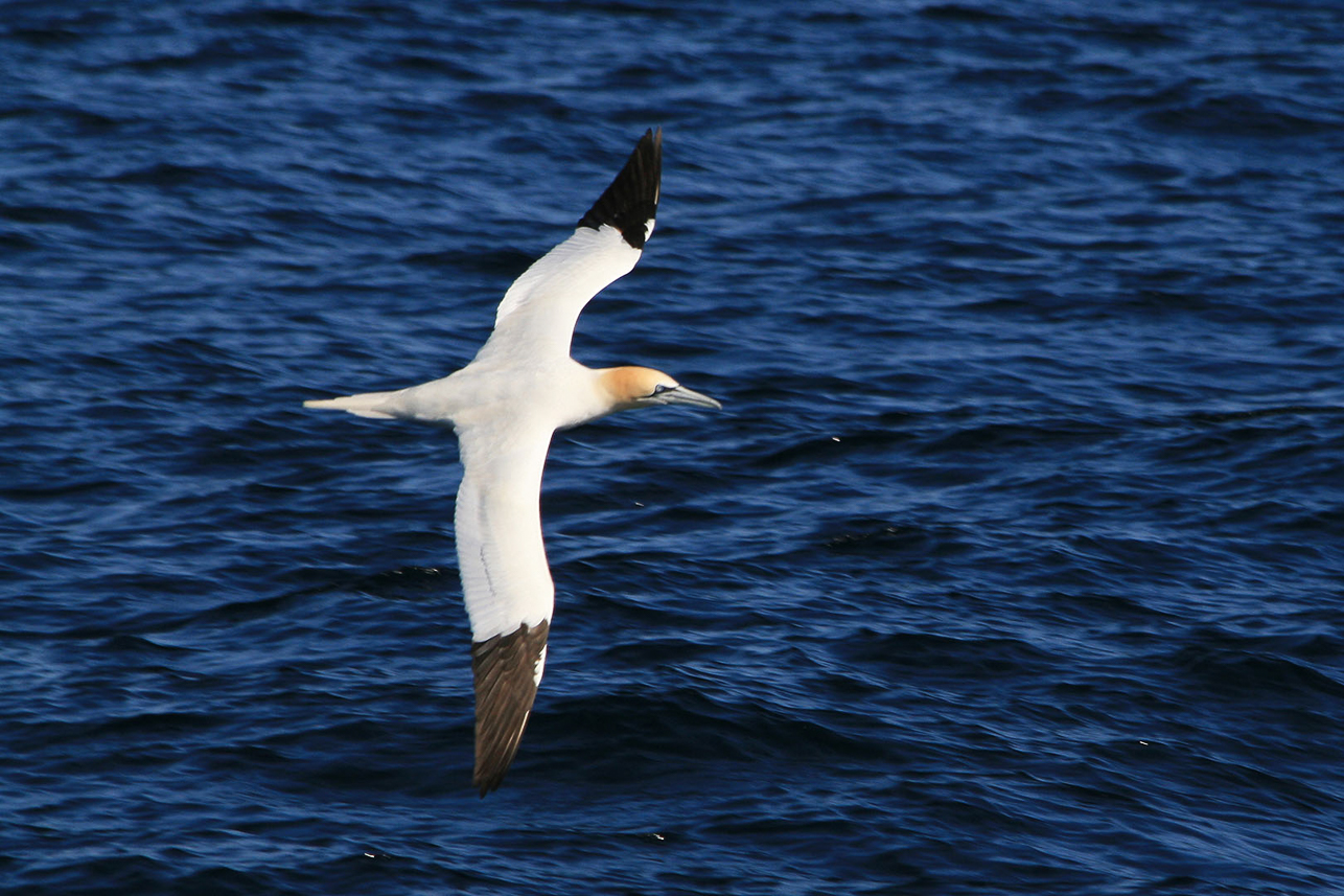 Northern Gannet