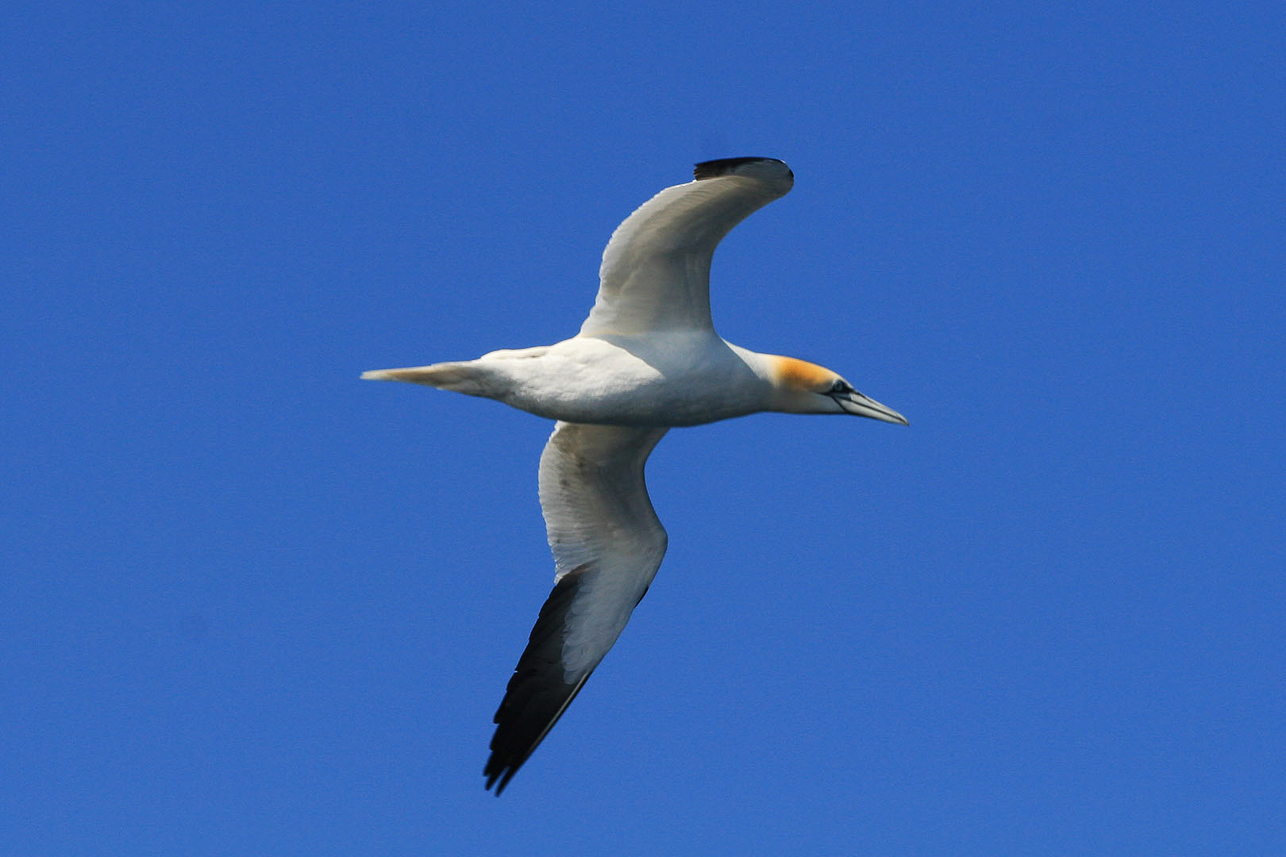 Northern Gannet