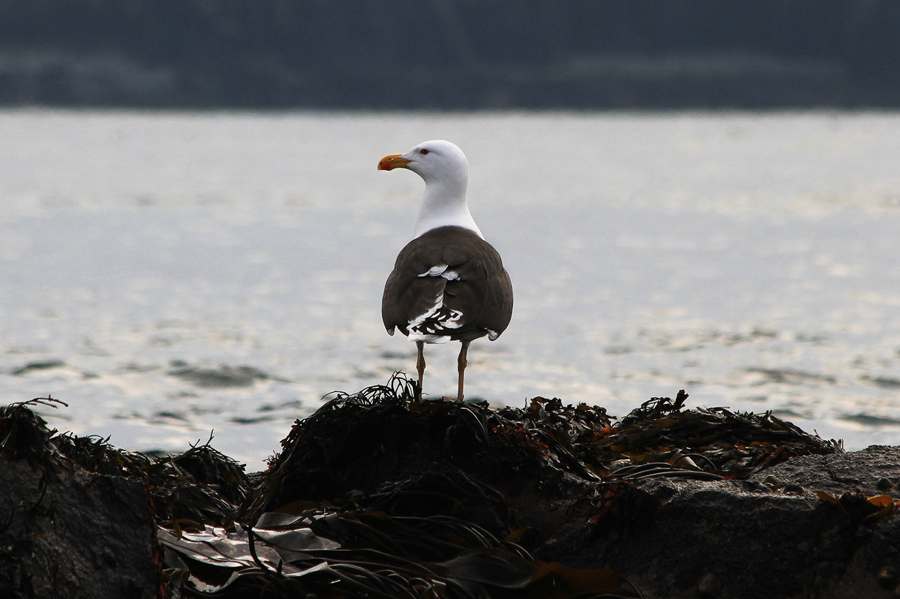 Lesser black-backed gull