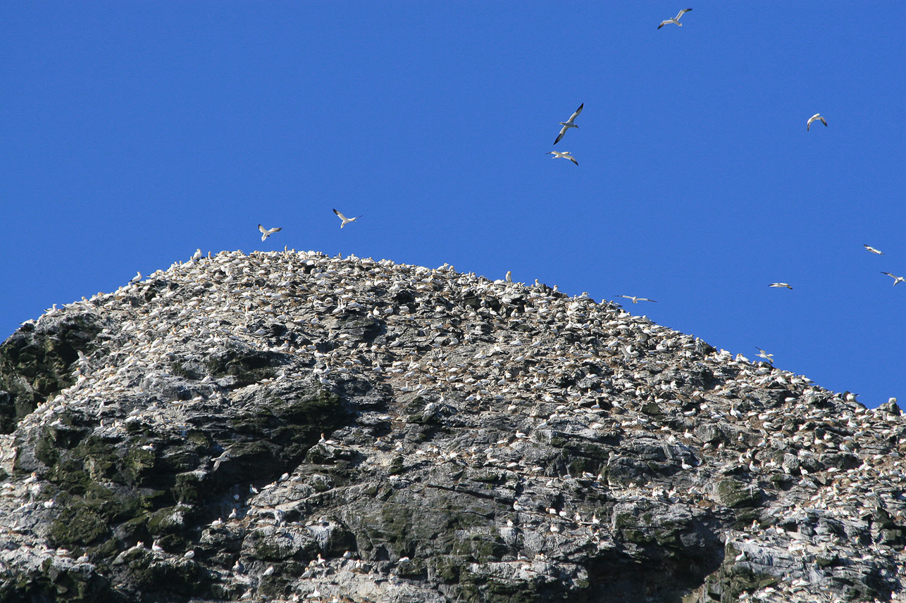 Gannets on top of Stac Lee