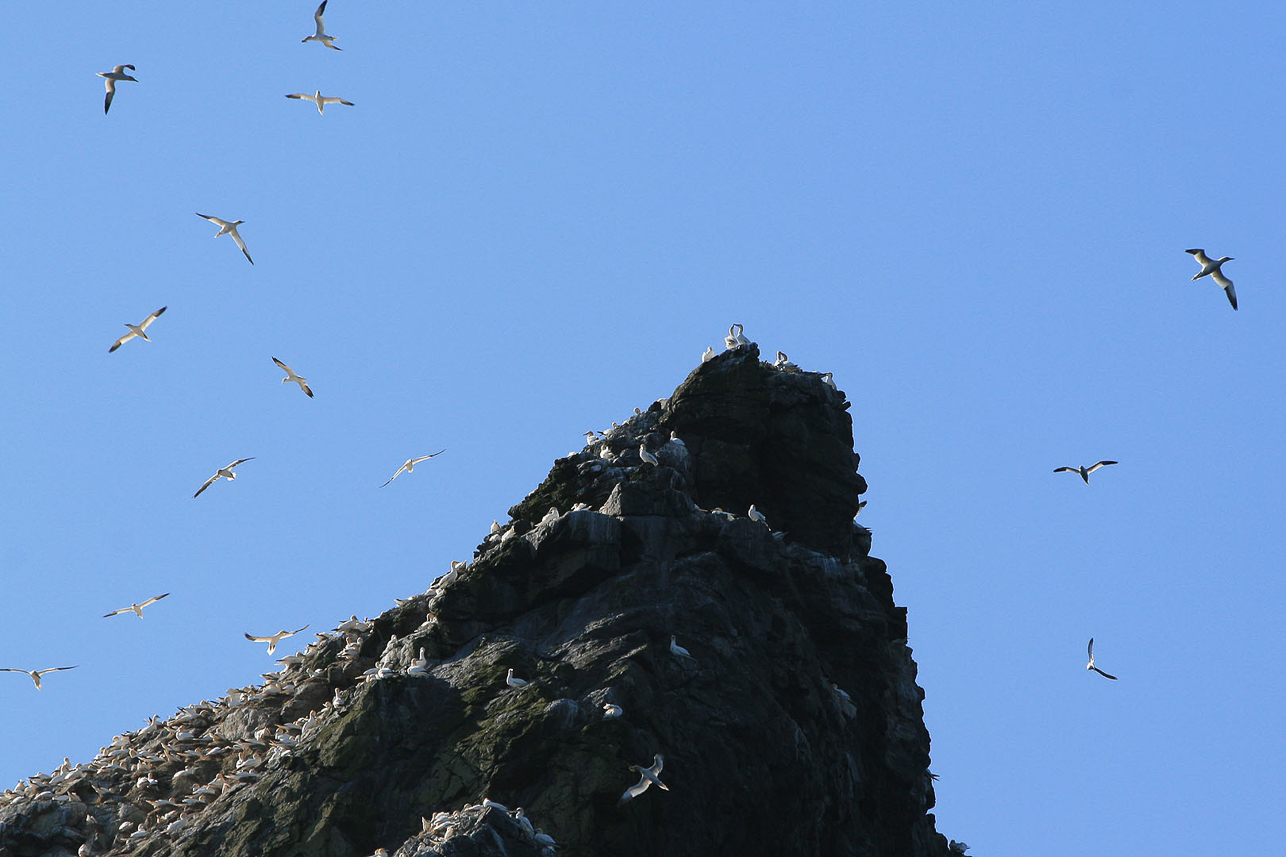 Gannets