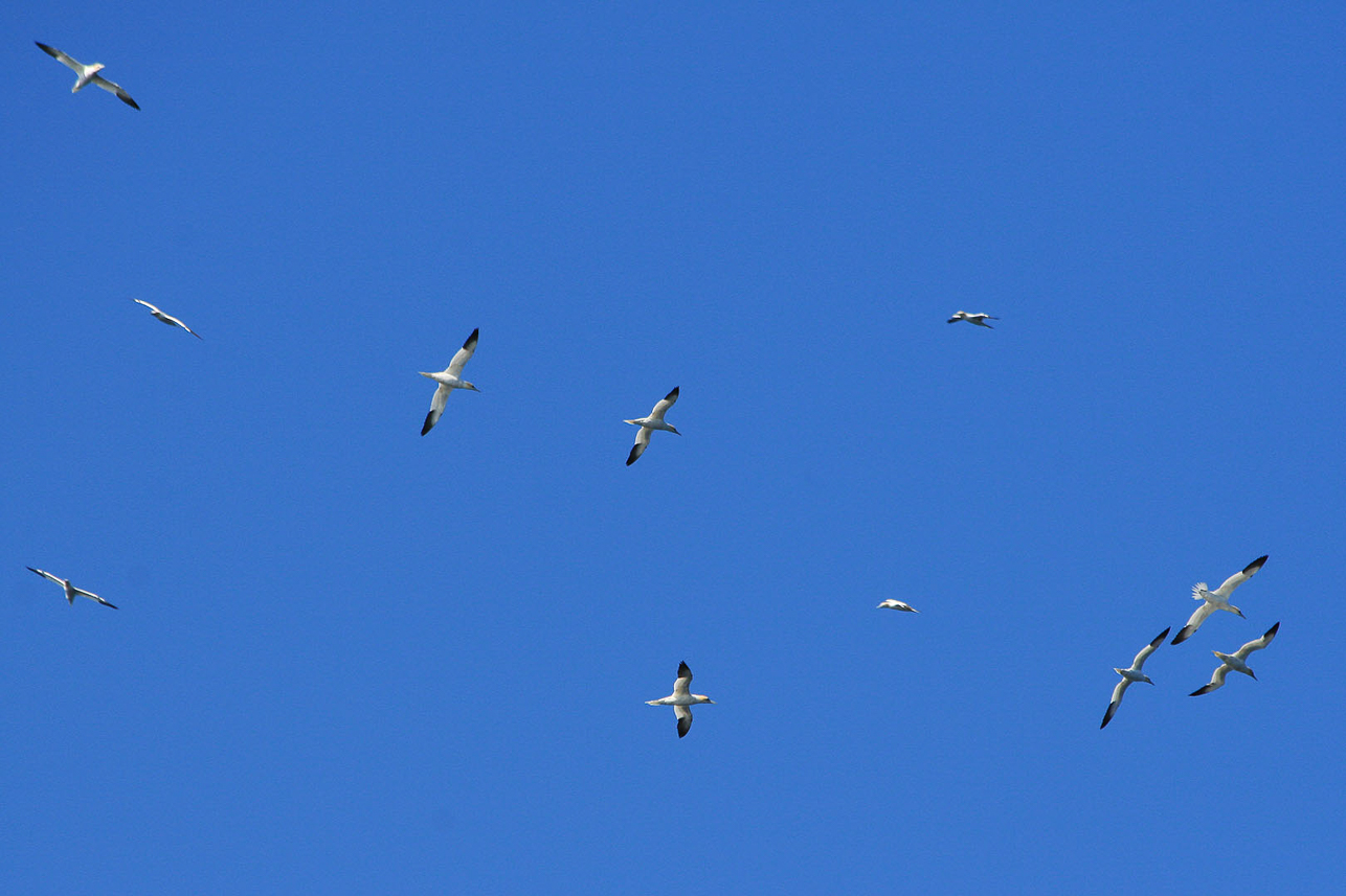 Gannets