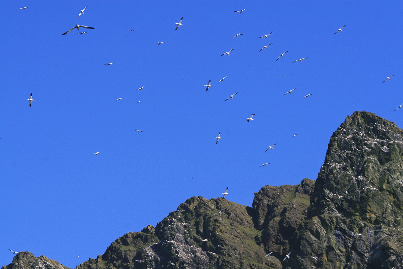 Gannets