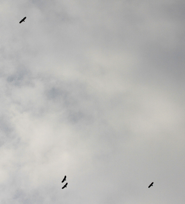 The reintroduced sea agles. (John Love, who joined the expedtion and is an expert on the Hebrides, was responsible for the reintroduction project in the 1970-80s).