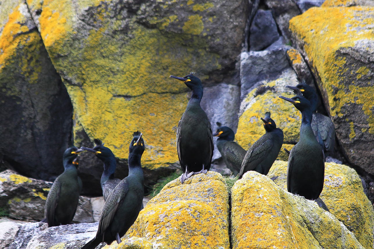 Shags, Shiant Island