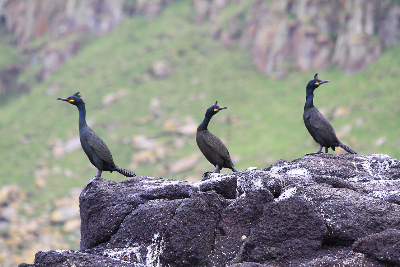 Shags, Shiant Island