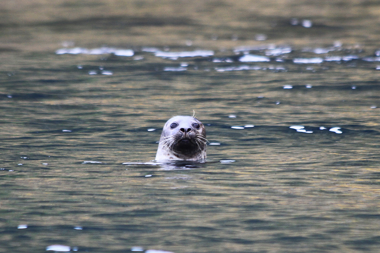 Grey seal