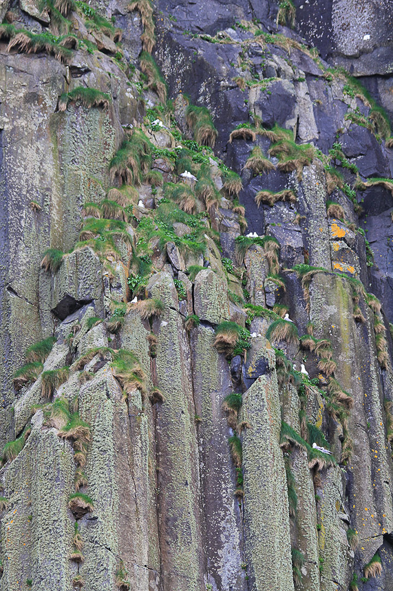 Sea birds on the pillars at Shiant Island