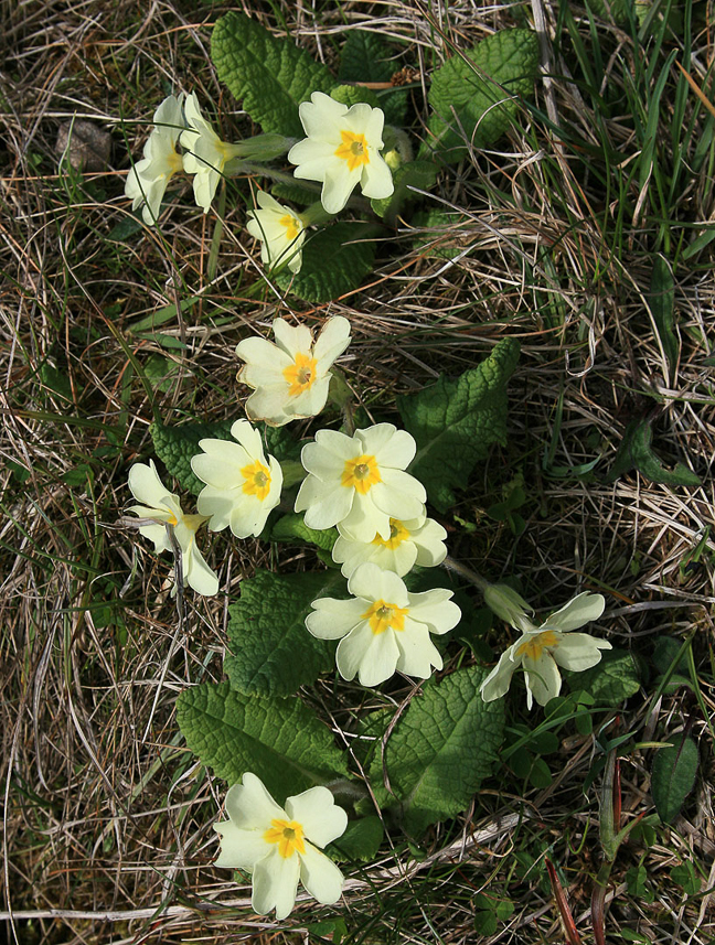 Primroses