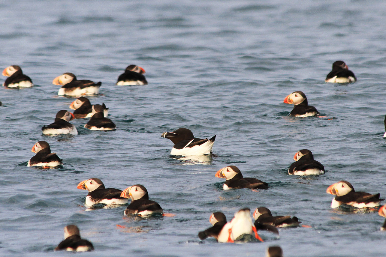 Puffins and razorbill