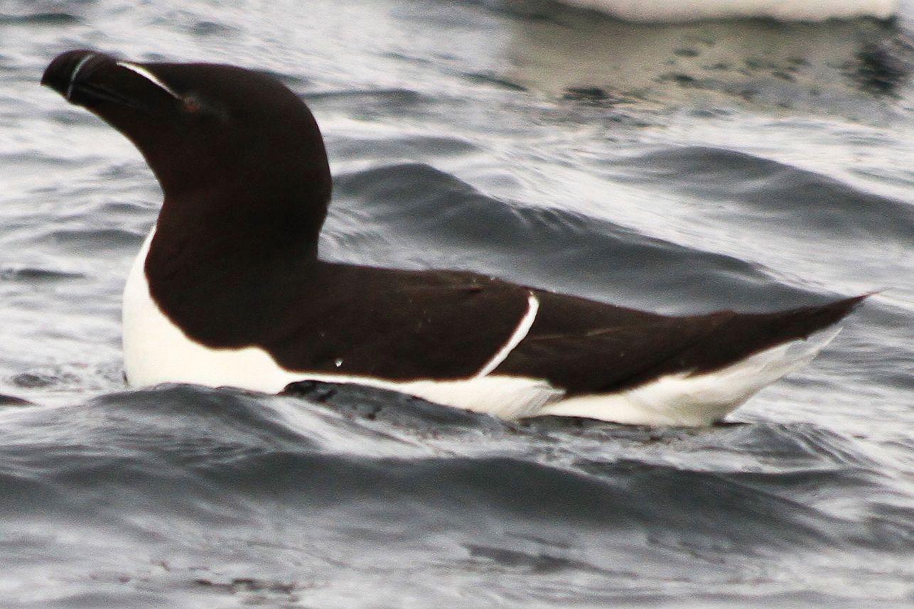 Razorbill