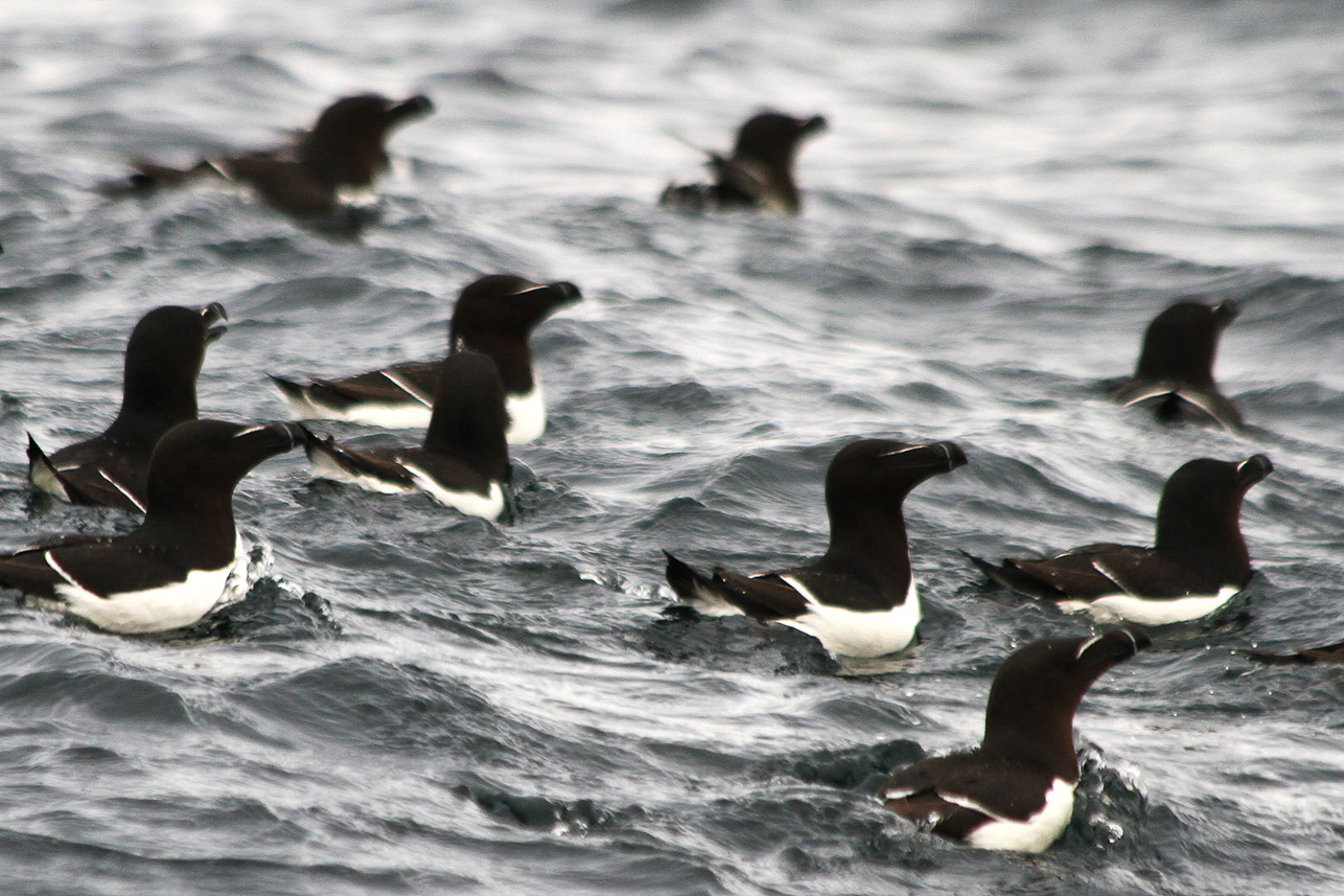 Razorbills