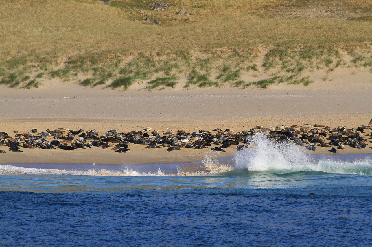 Seals at Mingulay bay