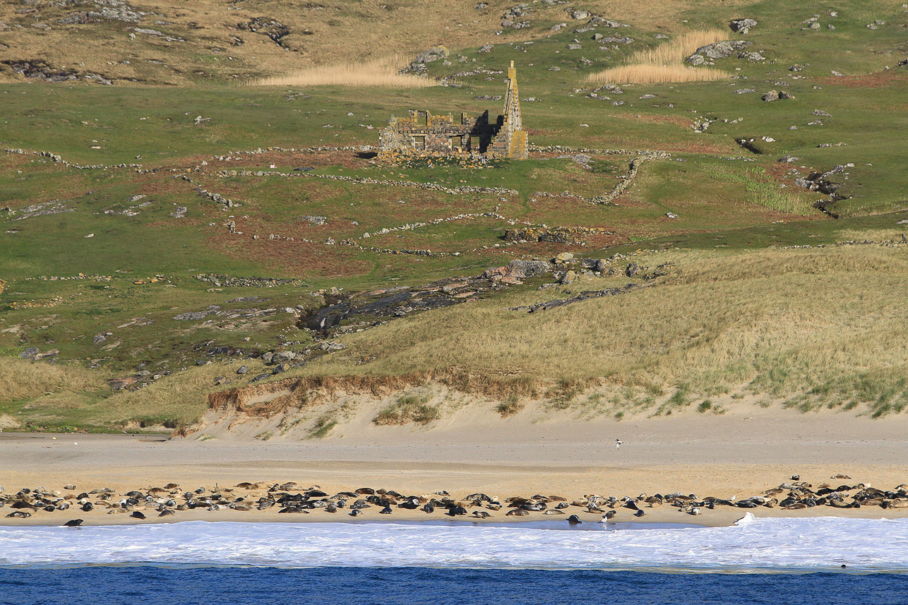 Seals at Mingulay bay. The waves prevented landing.