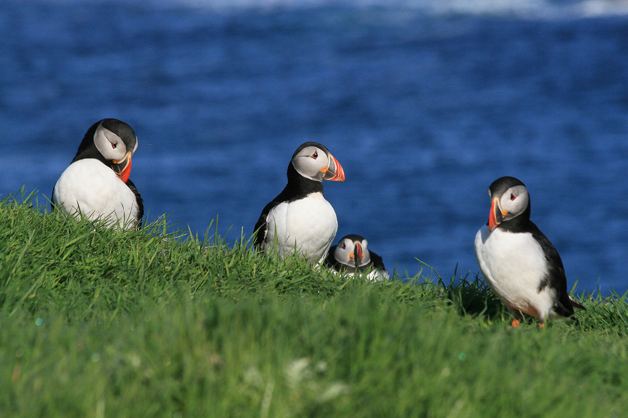 Puffins at Lunga