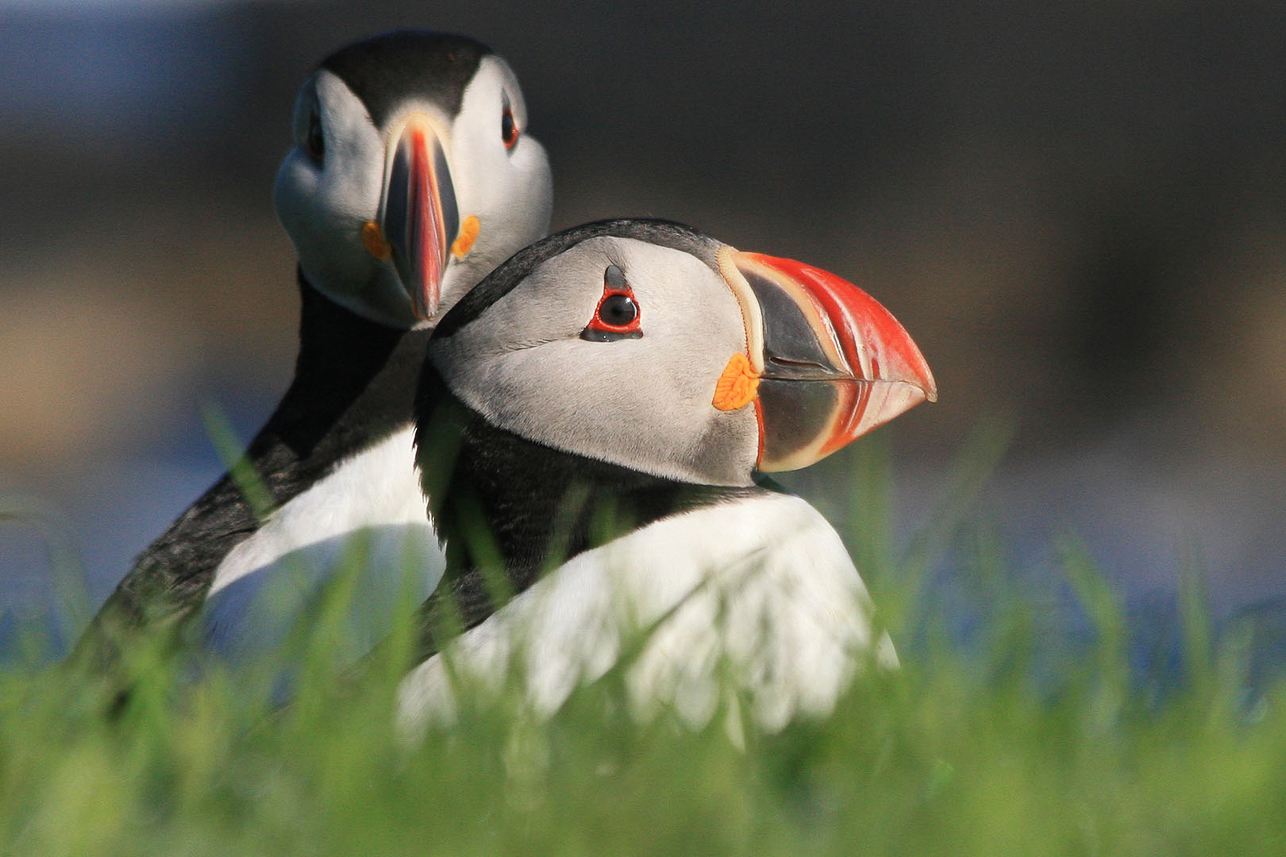 Puffins