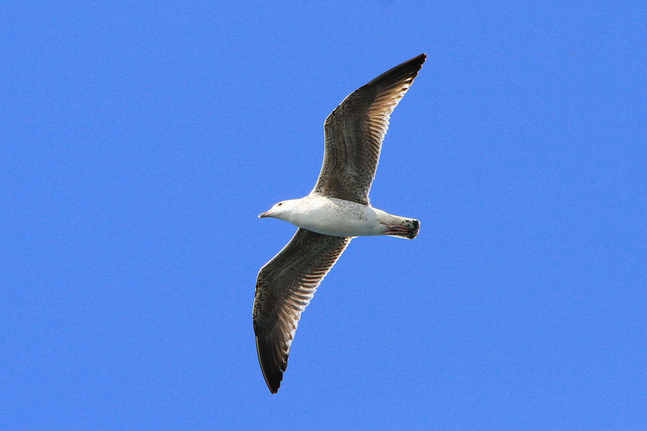 Sea bird