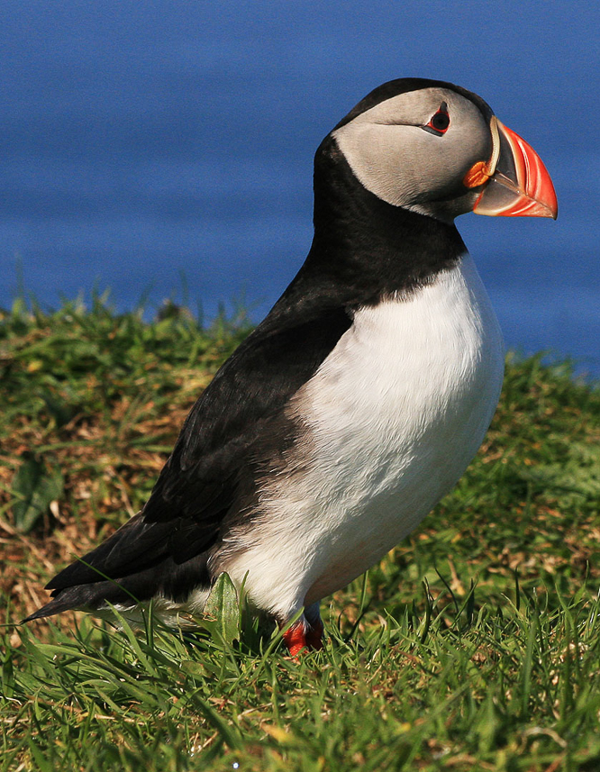 Puffin