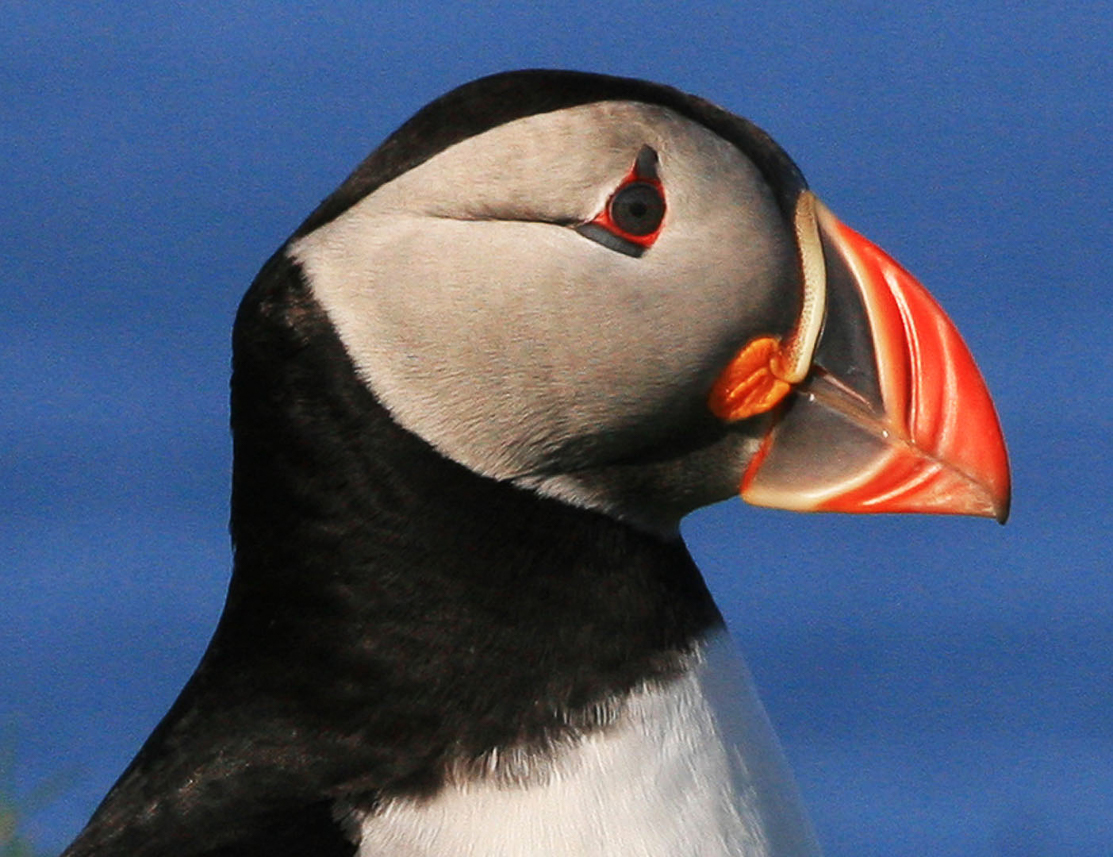 Puffin