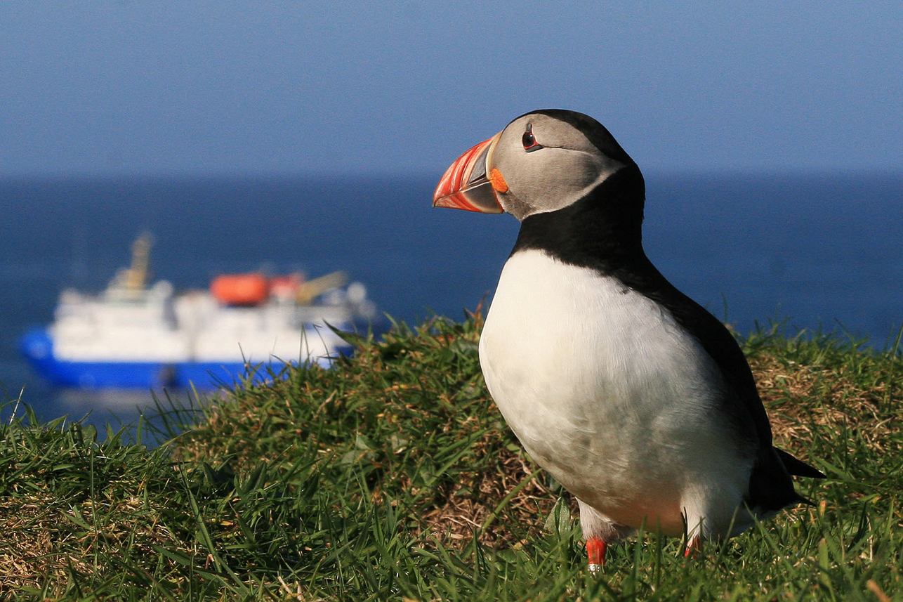 Puffin at Lunga, our ship at anchor