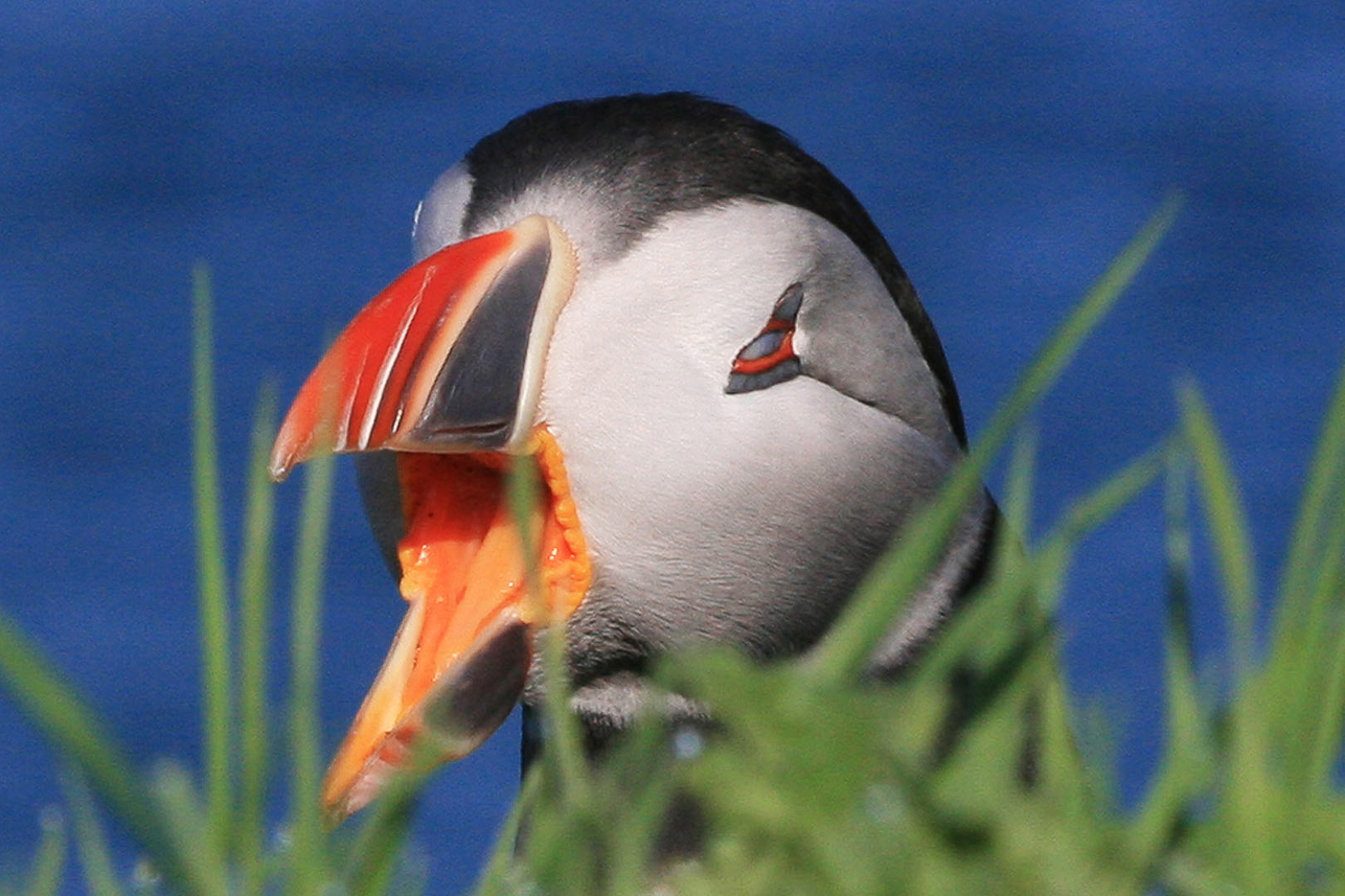 Puffin