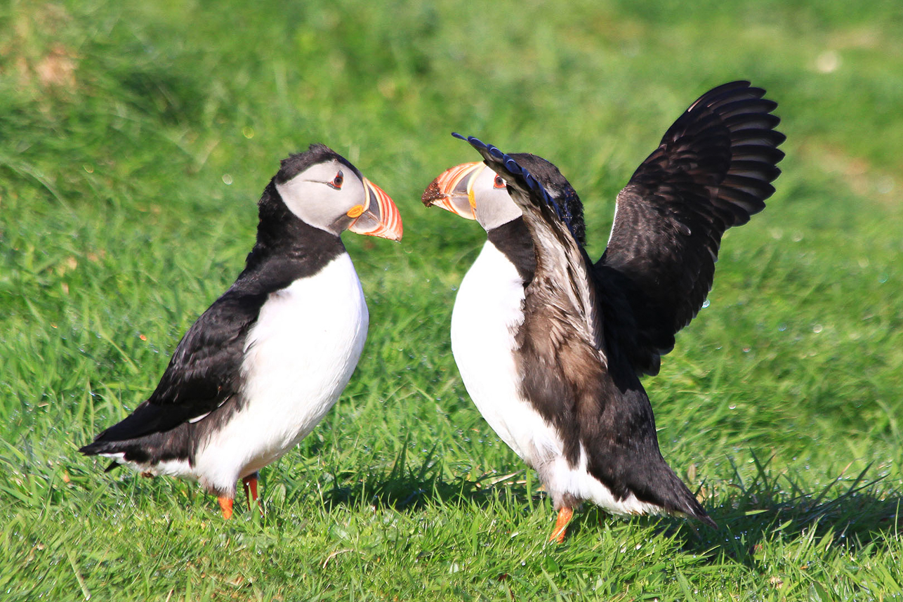 Puffins at Lunga