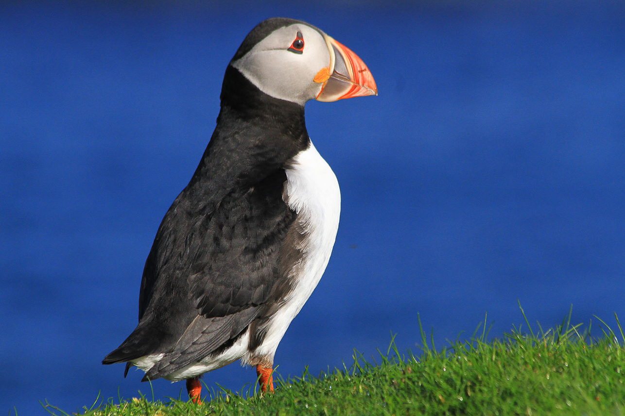 Puffin