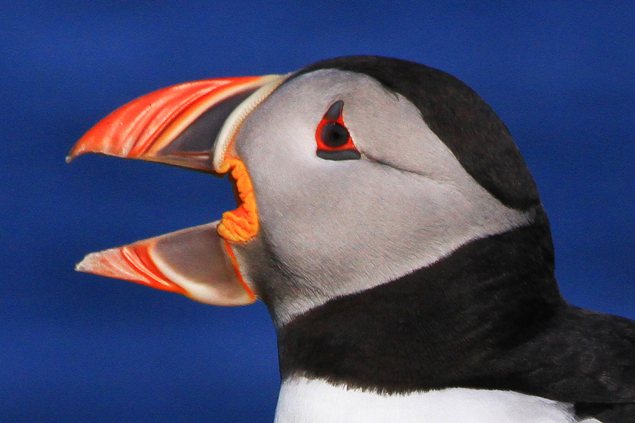 Puffin