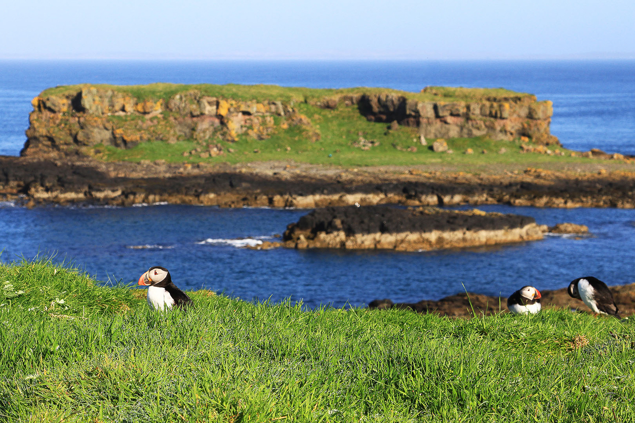 Puffins at Lunga, just having returned from the sea to nest