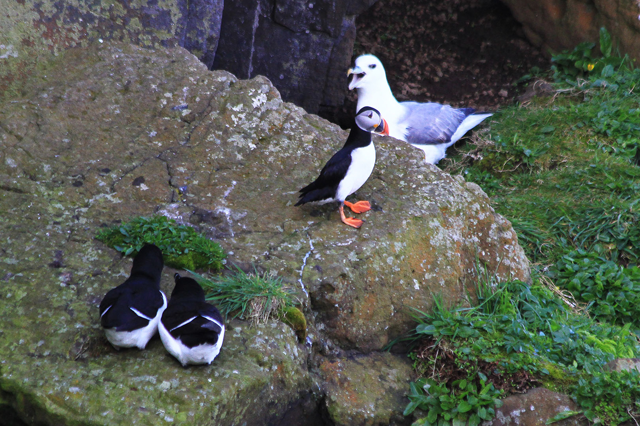 Razorbills, puffin and fulmar