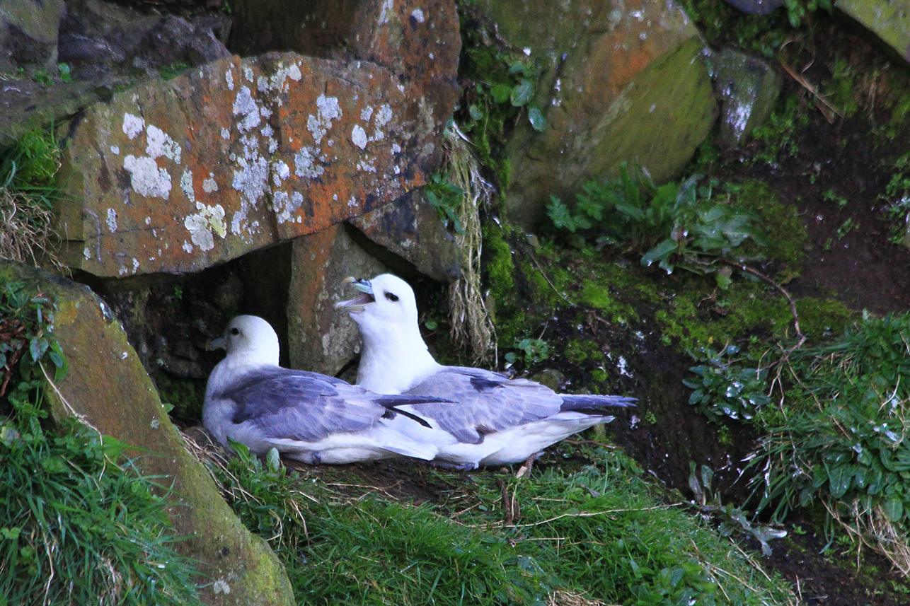 Fulmars