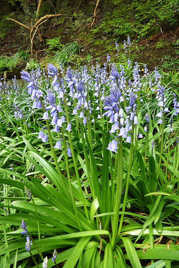 Blue bellies