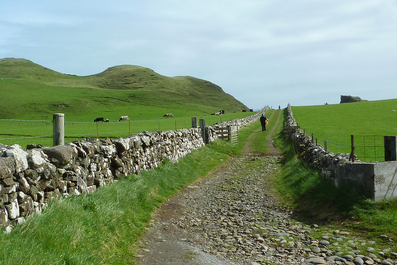 Canna landscape