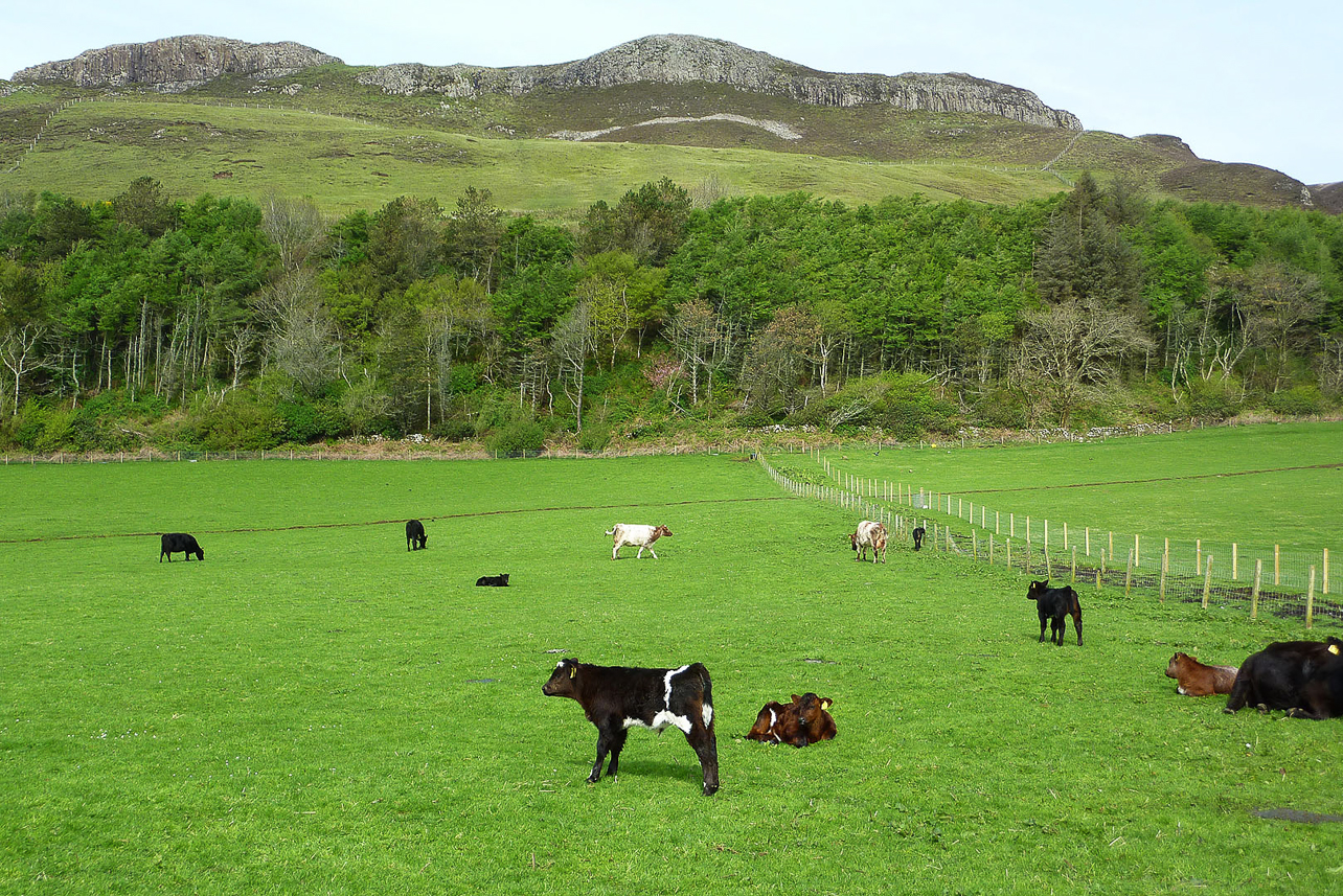 Canna landscape