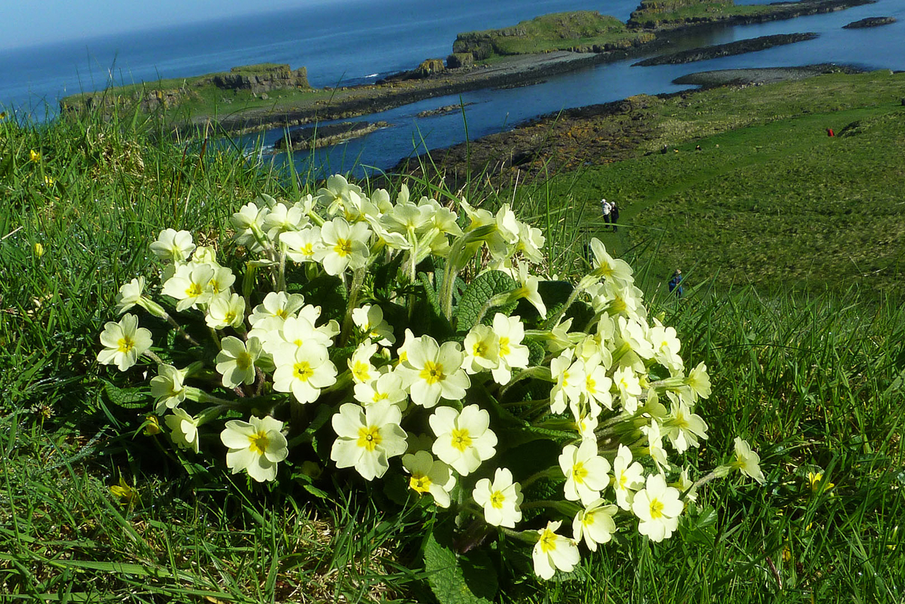 Primroses at Lunga