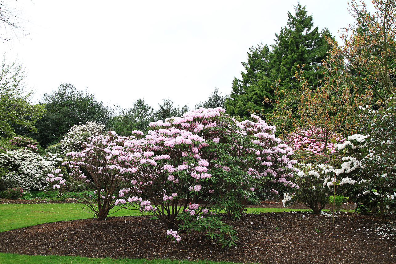 Rhododendron, Edinburgh Botanical Garden