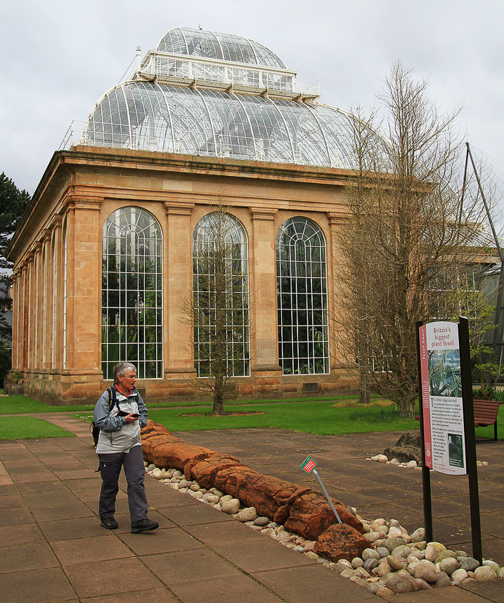 Britain's biggest plant fossil