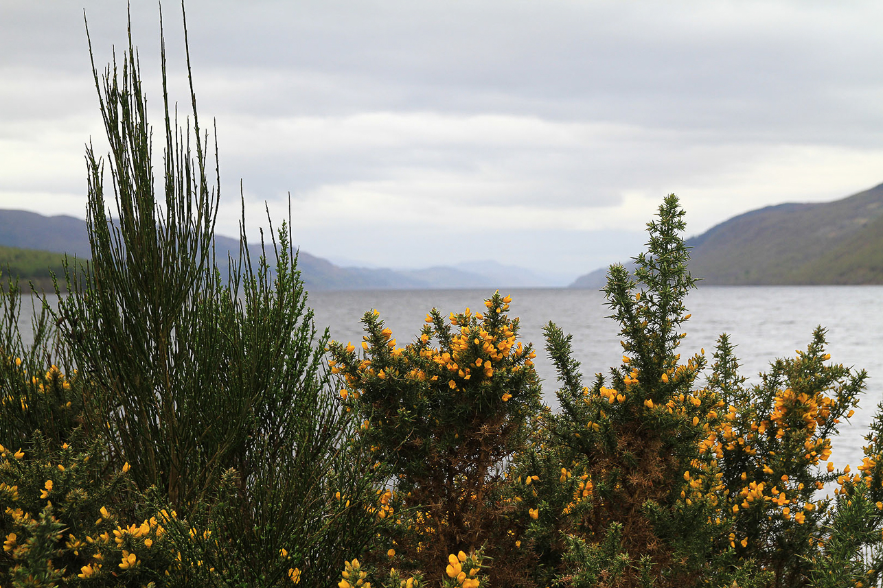 Loch Ness with the beautiful gorse