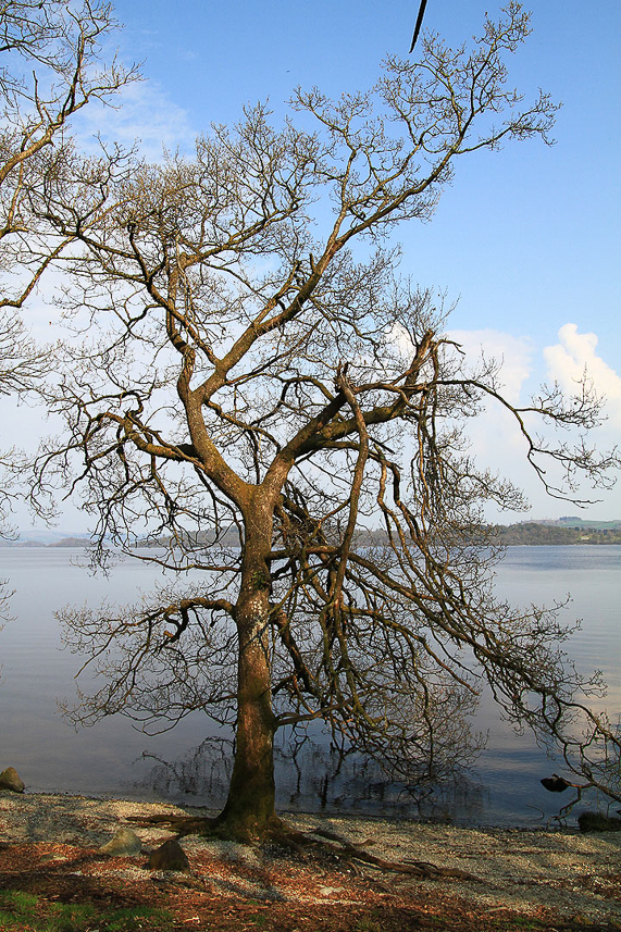 Loch Lomond in spring