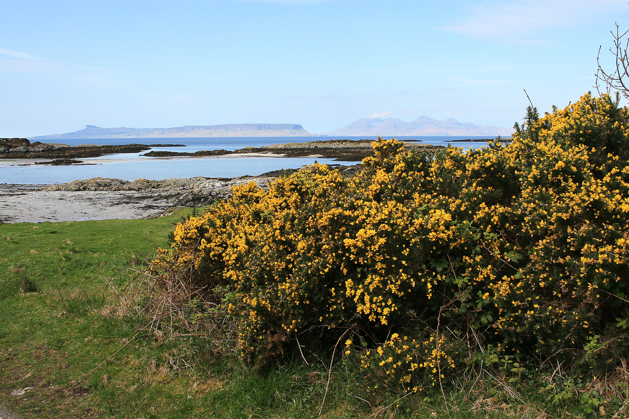 Gorse. Eigg and Rum at the back