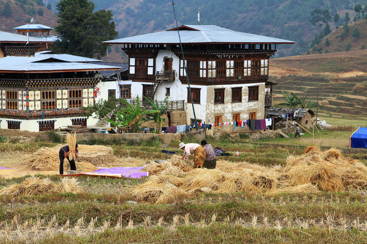 Rice harvesting close to the Divine Madman monastery.