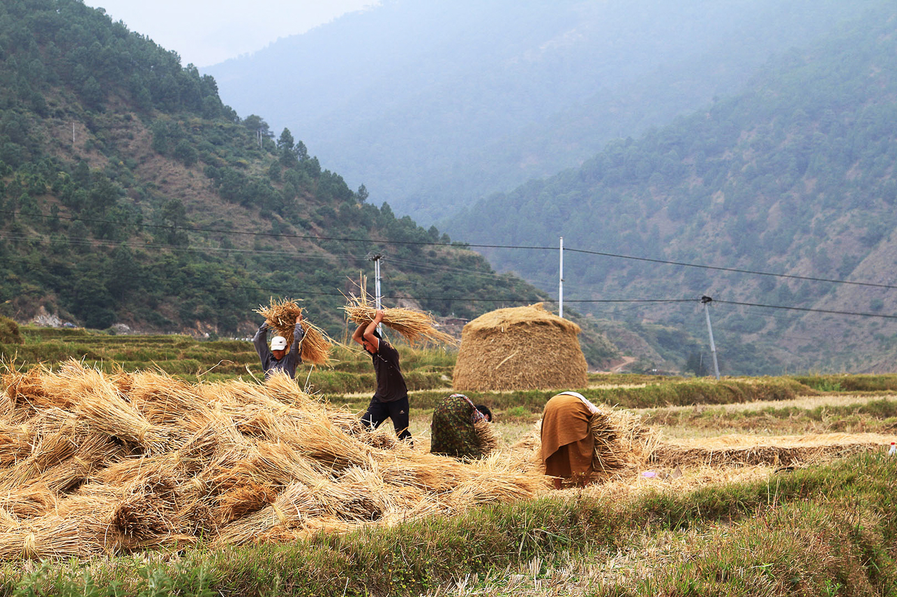 Rice harvesting.