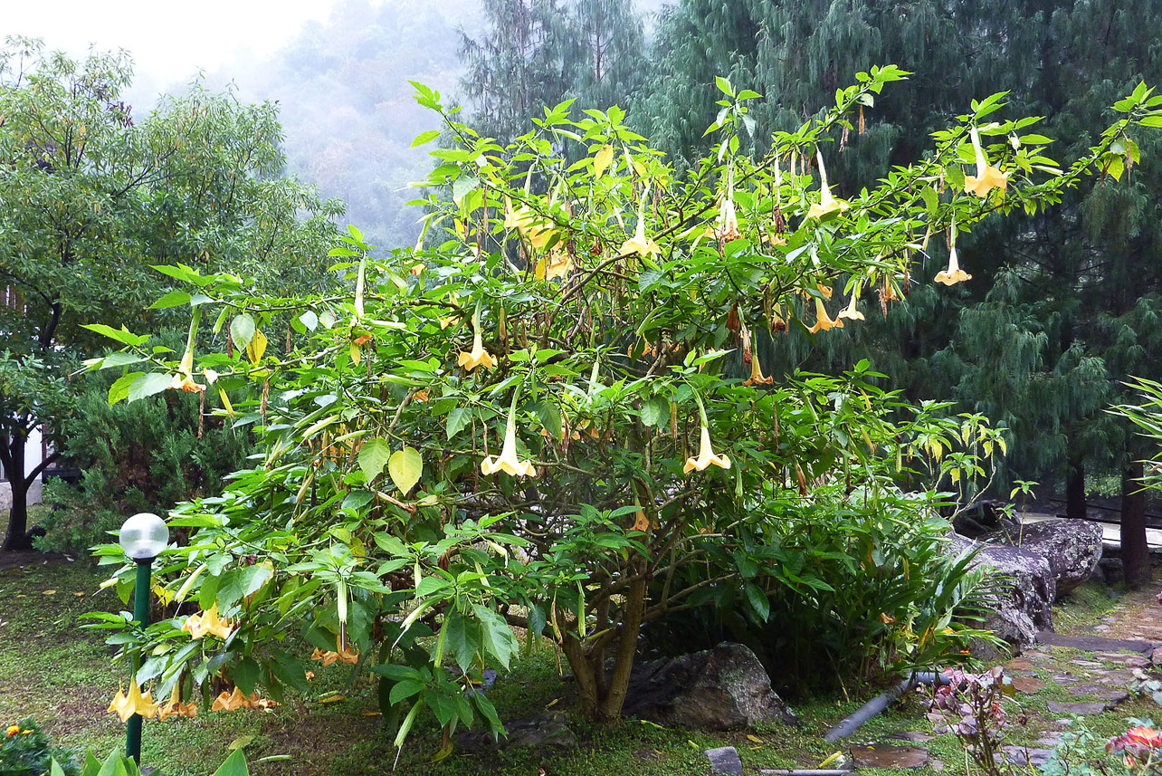 Angel's Trumpet.