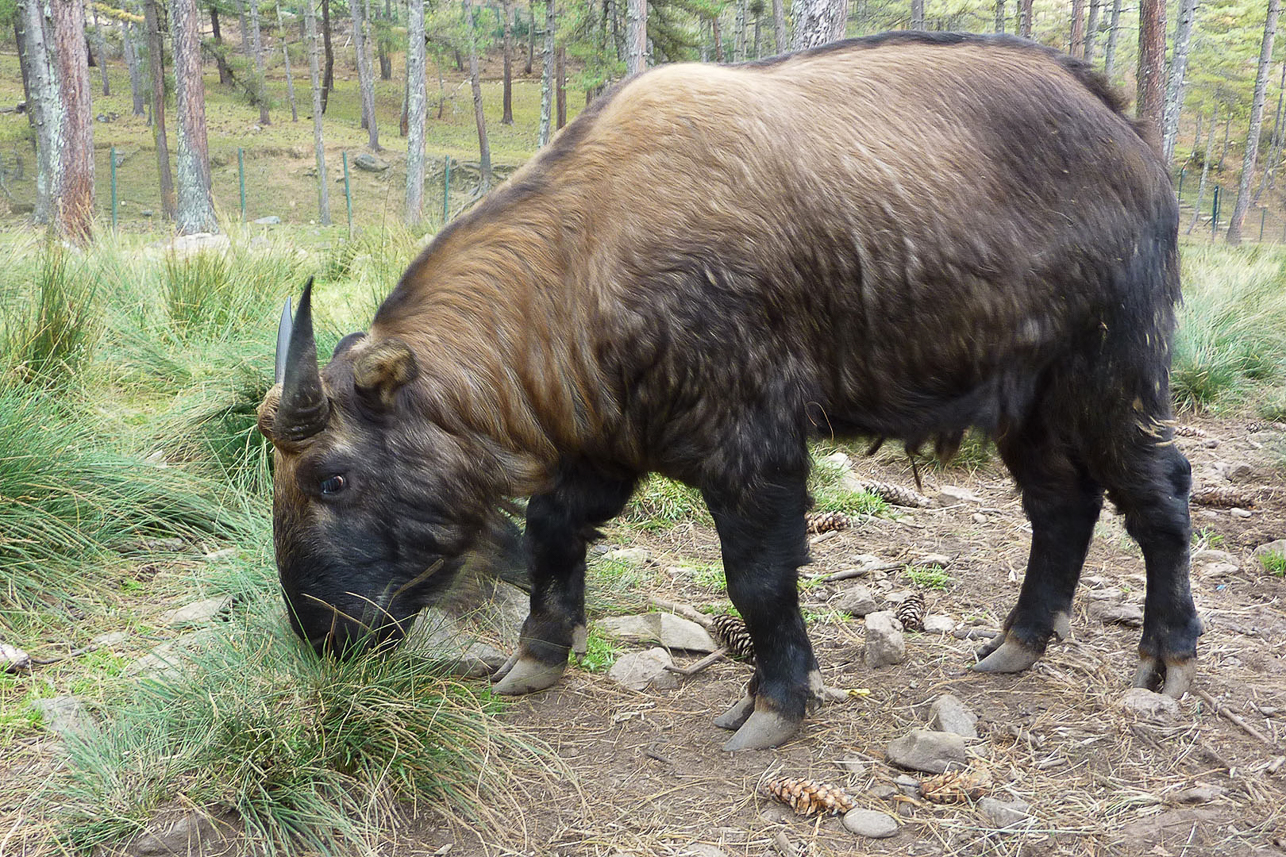 The Takin (goat antelope) – Bhutan’s National Animal.