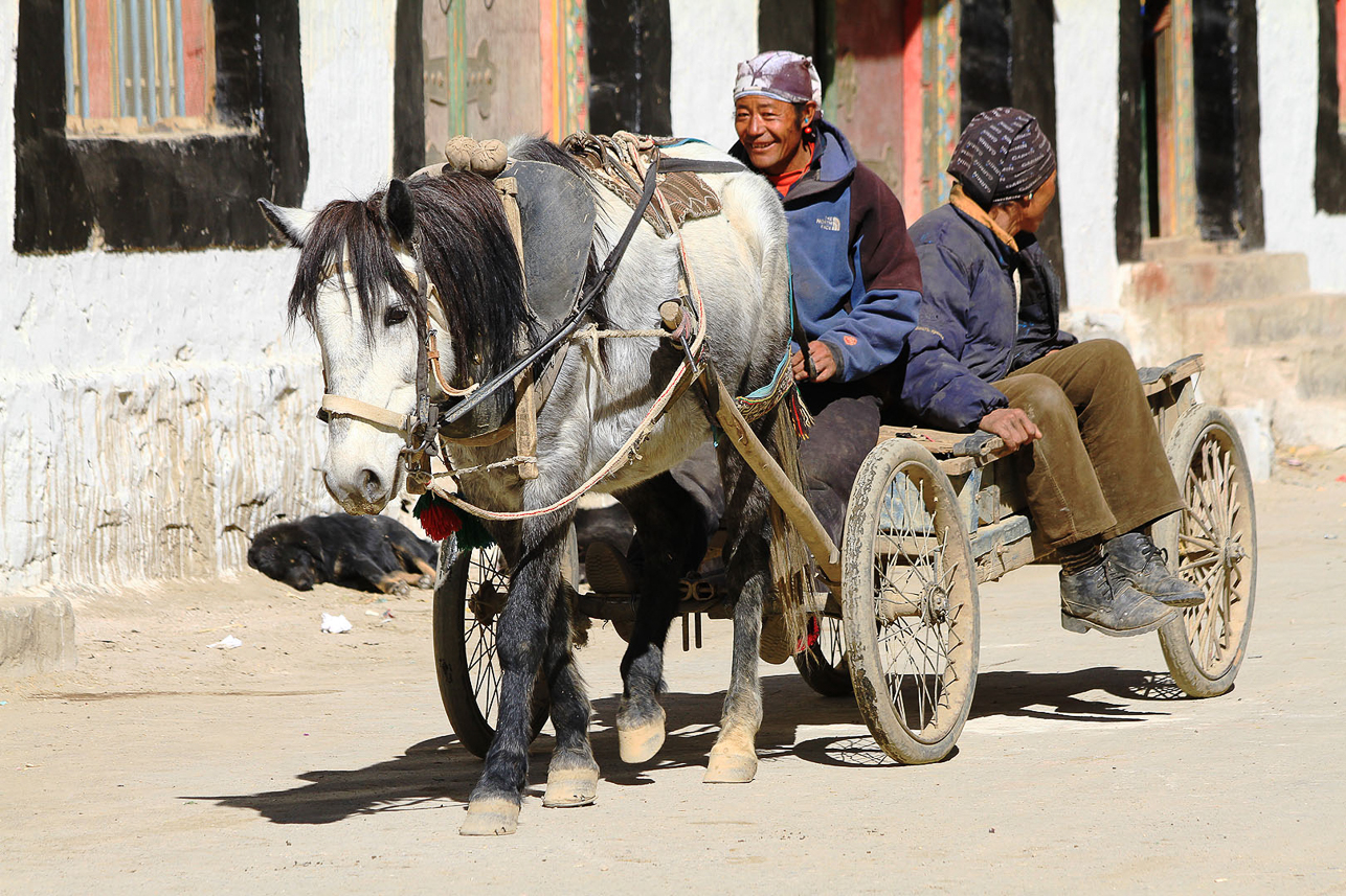 Horse transport in the village.