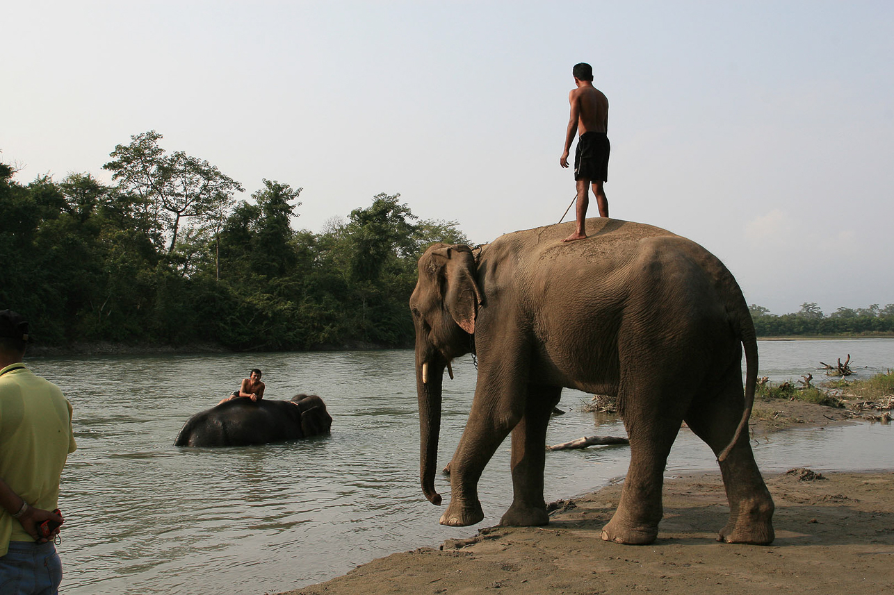 Elephant bathing.