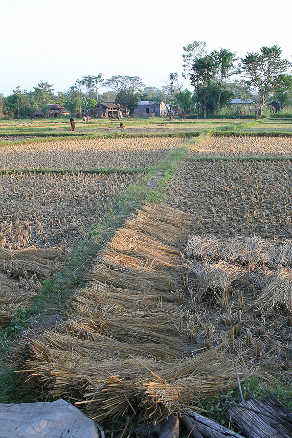 Rice harvesting.