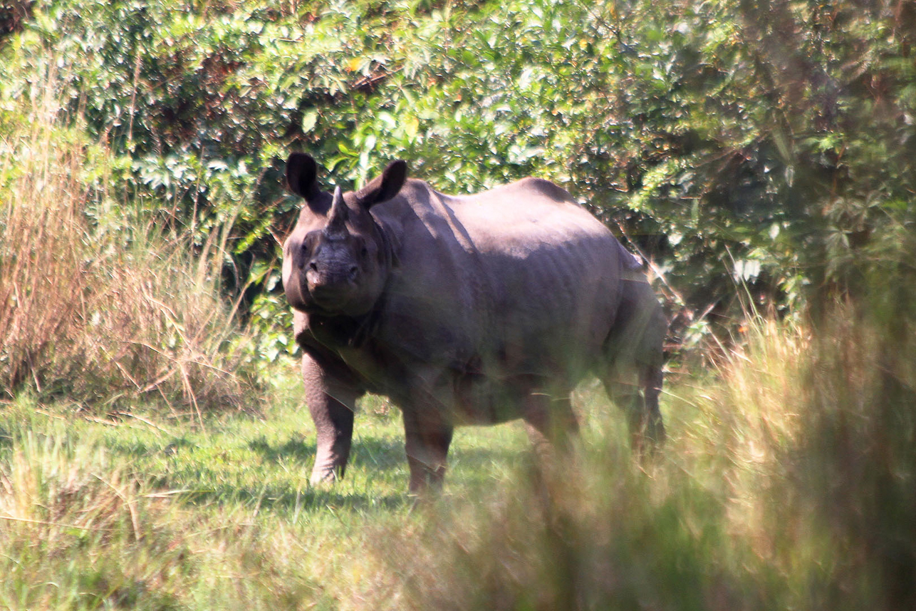 One-horned Rhino getting notice of us.