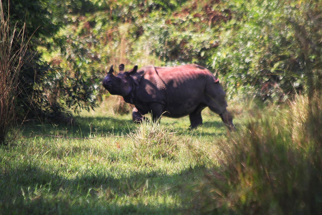 One-horned rhino disappearing (there were two).