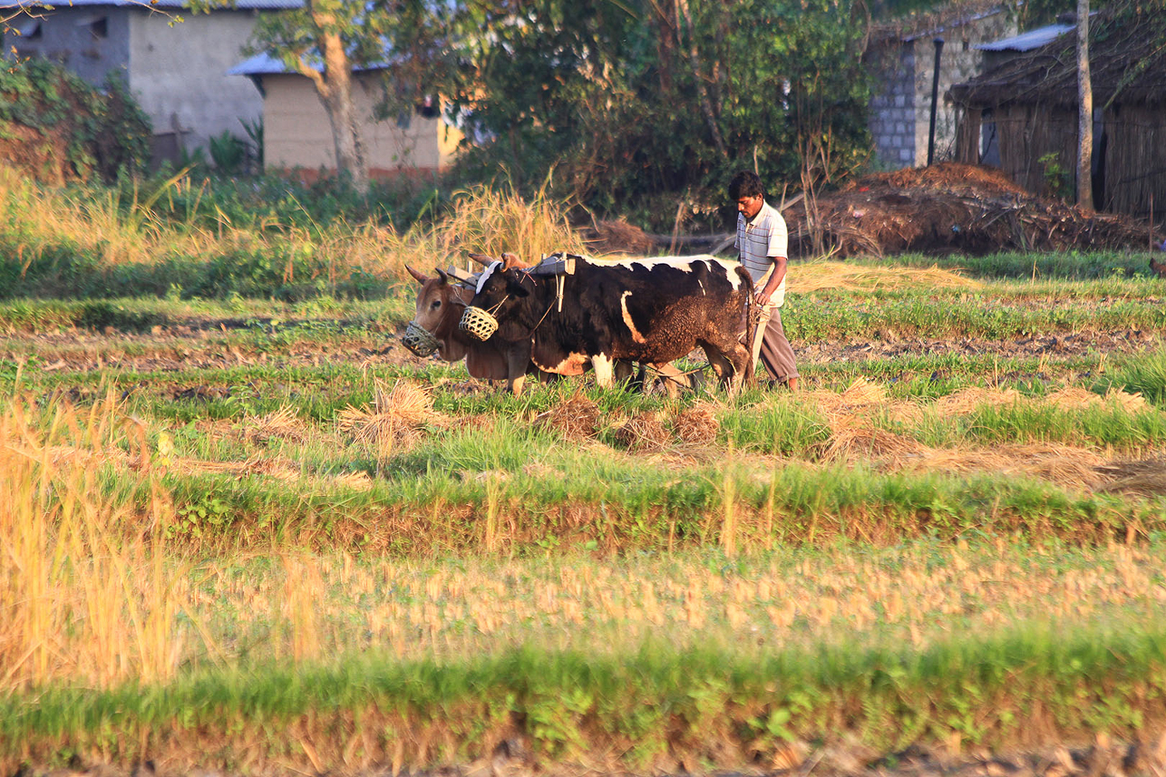 Ploughing up the rice fields.